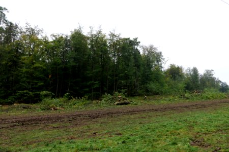 Maulbach forest after tree cuttings 2020-10-08 81