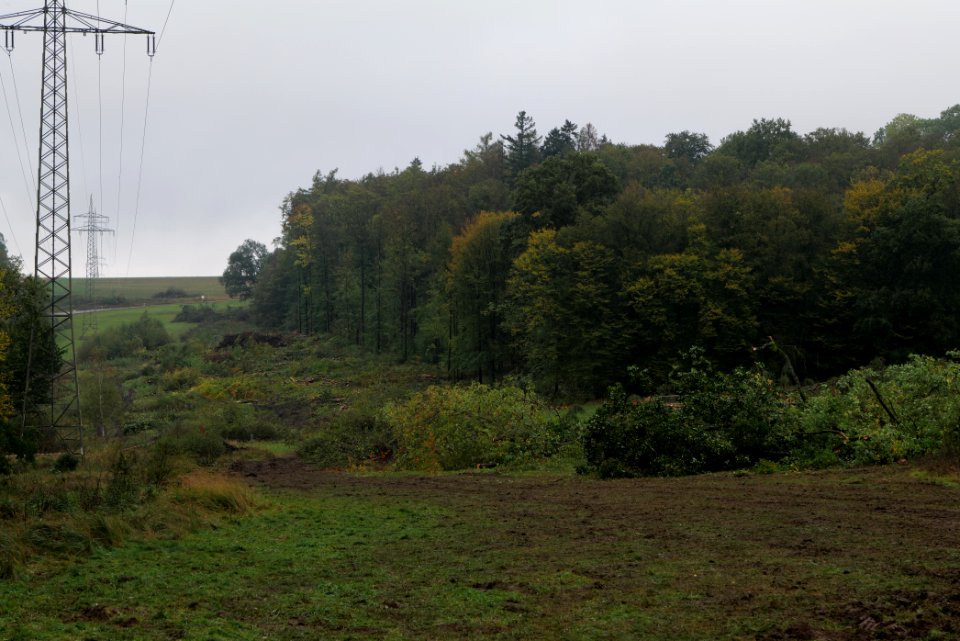 Maulbach forest after tree cuttings 2020-10-08 76