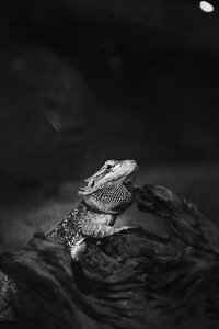 Lizard reptile wildlife
