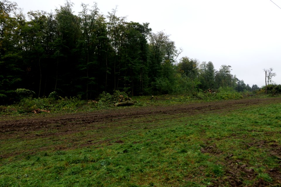 Maulbach forest after tree cuttings 2020-10-08 77