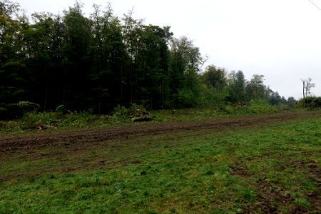 Maulbach forest after tree cuttings 2020-10-08 77