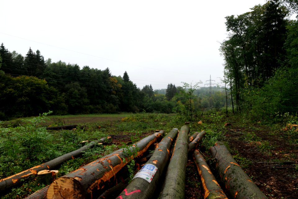 Maulbach forest after tree cuttings 2020-10-08 34