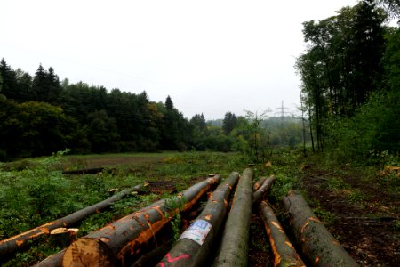 Maulbach forest after tree cuttings 2020-10-08 34