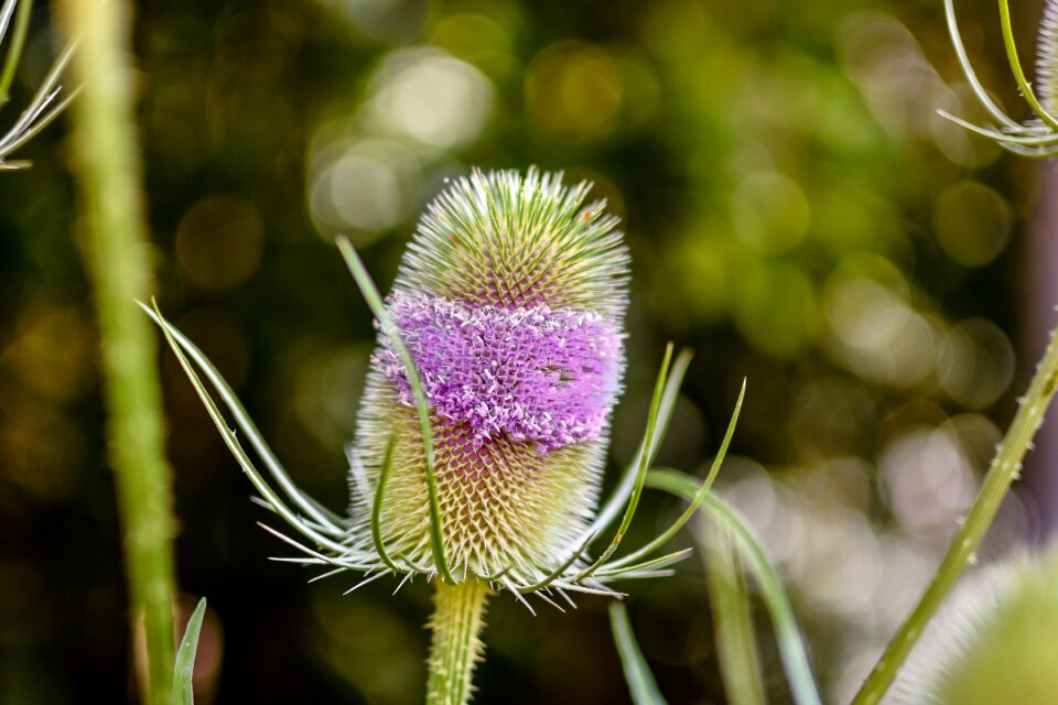 Nature prickly purple