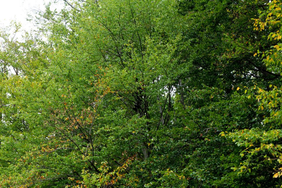 Maulbach forest blockades and protests 2020-10-05 14
