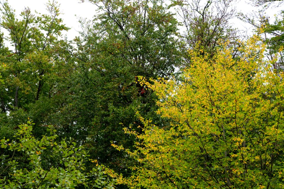 Maulbach forest blockades and protests 2020-10-05 15