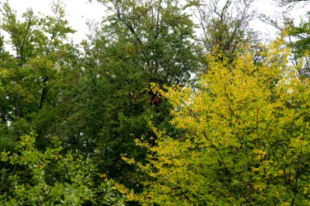 Maulbach forest blockades and protests 2020-10-05 15