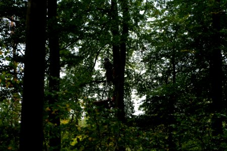 Maulbach forest blockades and protests 2020-10-05 22