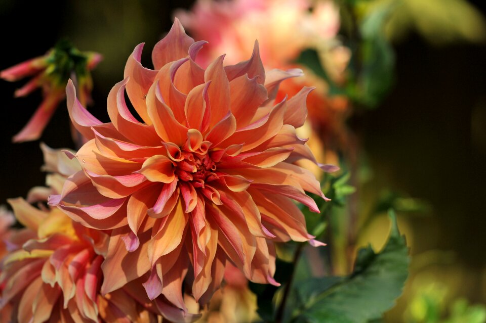 Nature composites garden plant