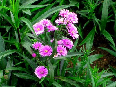 Mauve flowers Da Lat