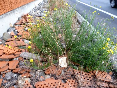 Mauvaises herbes toulousaines 10