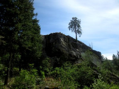 Maverick Ponderosa Pine atop an outcrop near the Skaha Bluffs