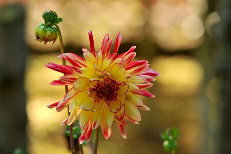 Nature composites garden plant