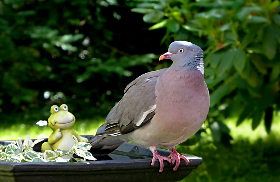 Ringdove columba palumbus foraging