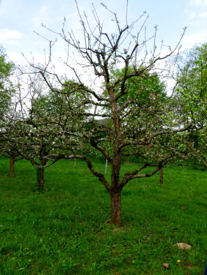 Maunzen Freilichtmuseum Roscheider Hof Ganzer Baum H4