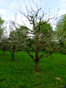 Maunzen Freilichtmuseum Roscheider Hof Ganzer Baum H4