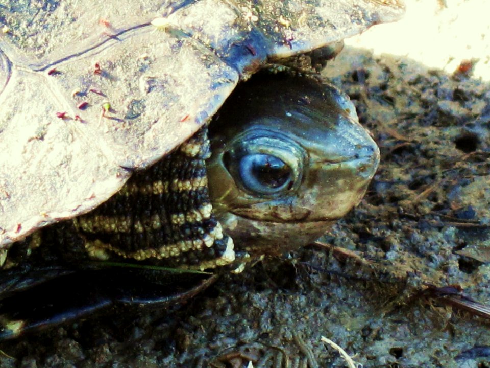 Mauremys rivulata (Balkan Stripe-necked Terrapin), Skala Kalloni, Lesbos, Greece