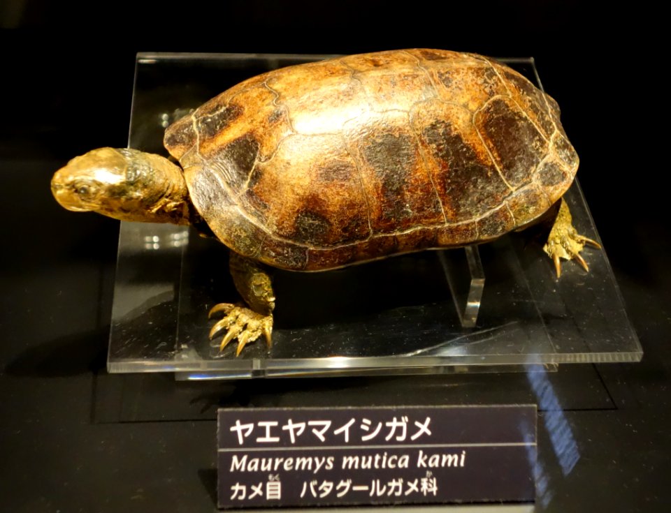 Mauremys mutica kami - National Museum of Nature and Science, Tokyo - DSC06802