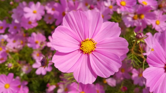 Universe plant pink petals flora