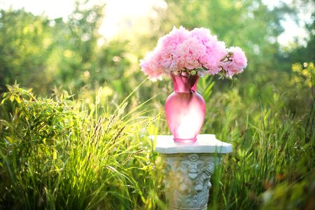 Vase pink field photo