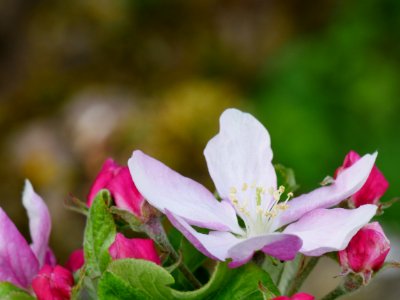 Maunzen Freilichtmuseum Roscheider Hof Blüten H3 photo