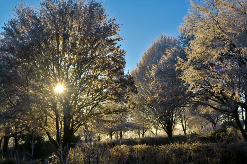 Hoarfrost winter frost