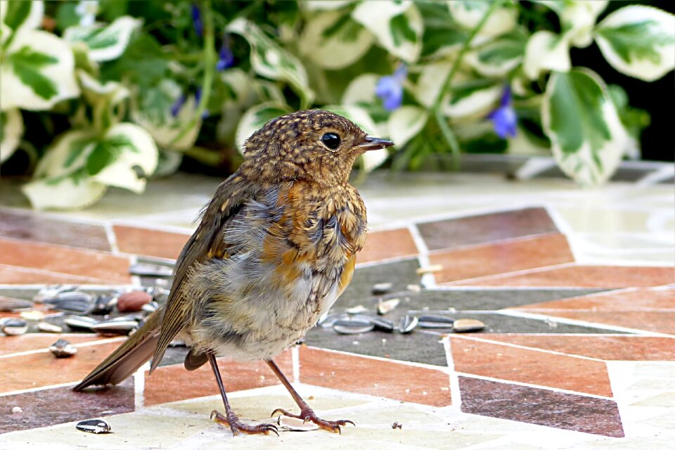 Erithacus rubecula young foraging