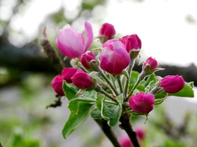 Maunzen Freilichtmuseum Roscheider Hof Blüten H1 photo