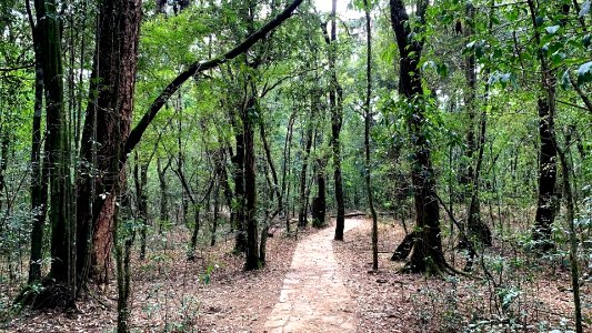 Mawphlang Sacred Forest India