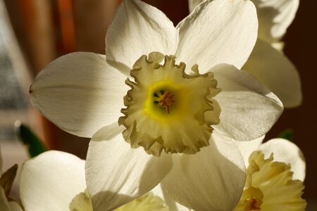 Yellow white celebration