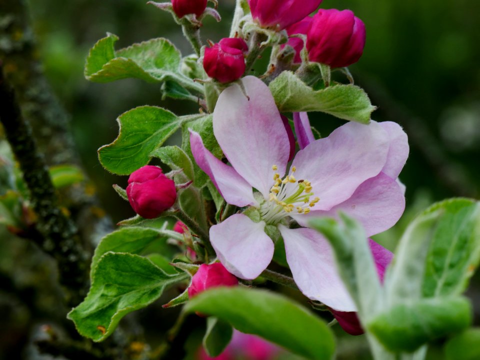 Maunzen Freilichtmuseum Roscheider Hof Blüten H5