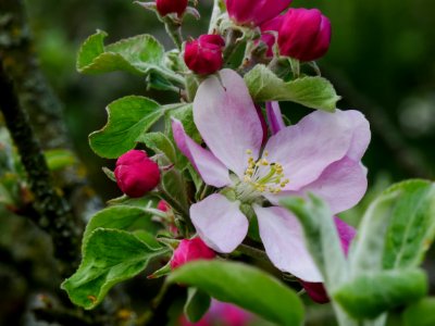 Maunzen Freilichtmuseum Roscheider Hof Blüten H5 photo