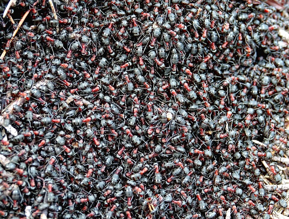 Red ants close up thread