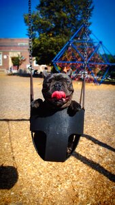 Cute adorable swinging