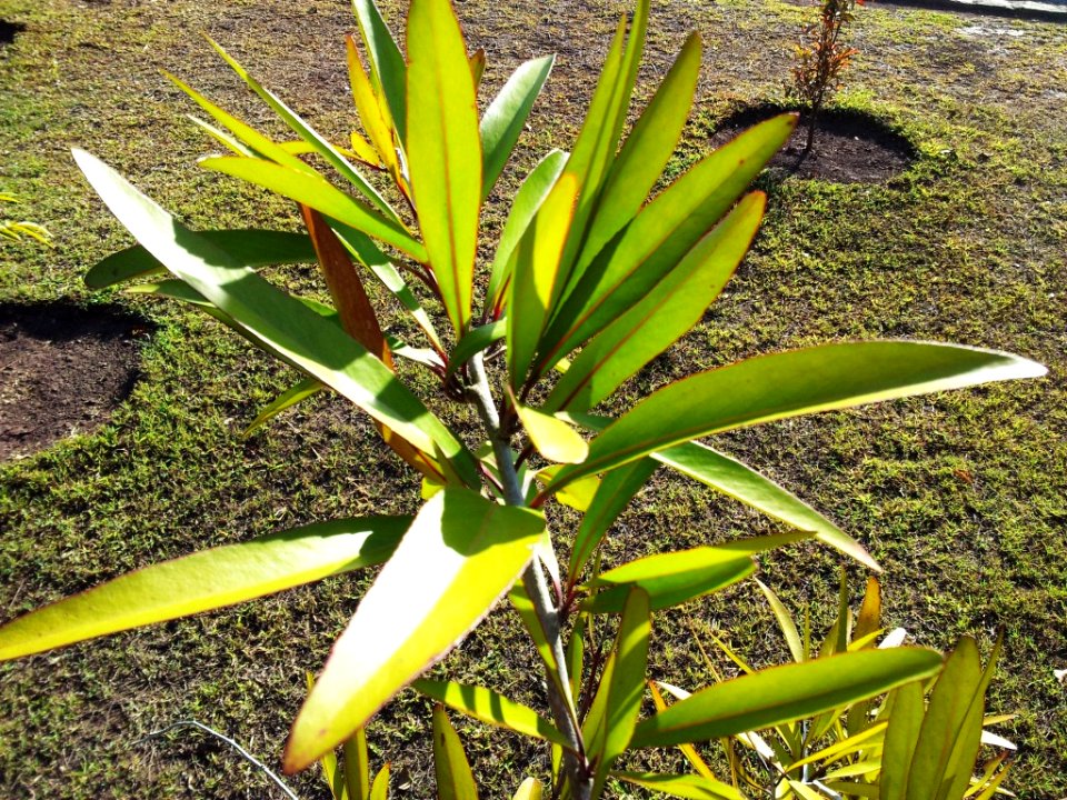 Maytenus pyria - Bois a poudre - Mauritius 2