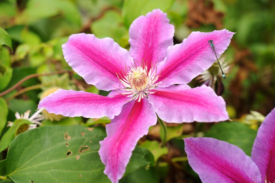 Bloom climber plant garden