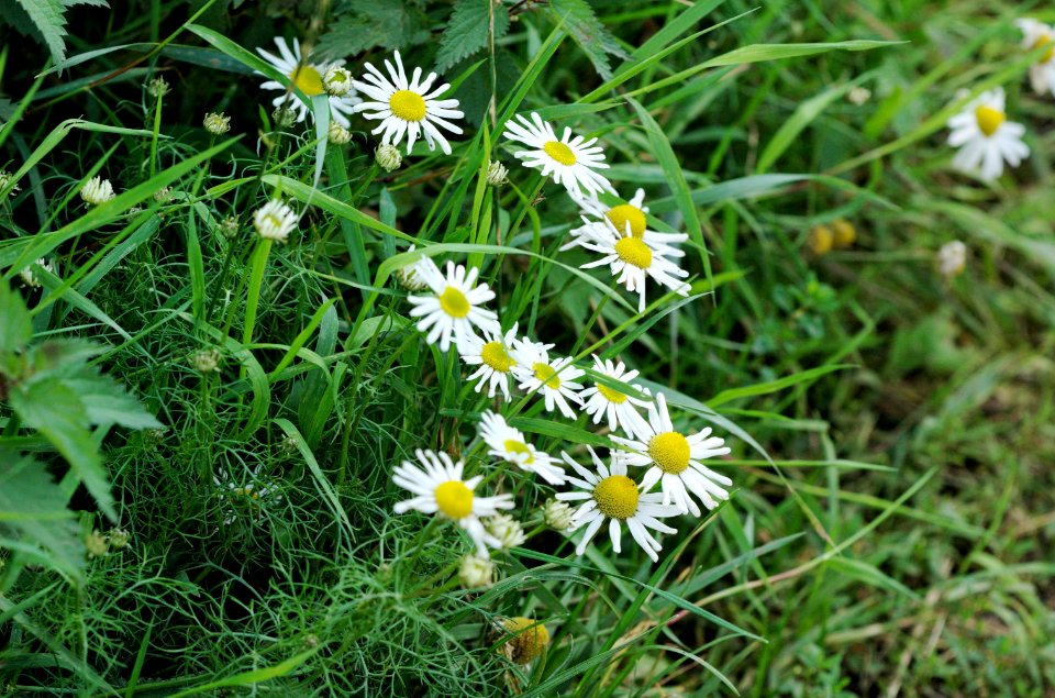 Mayweed-20050828-023