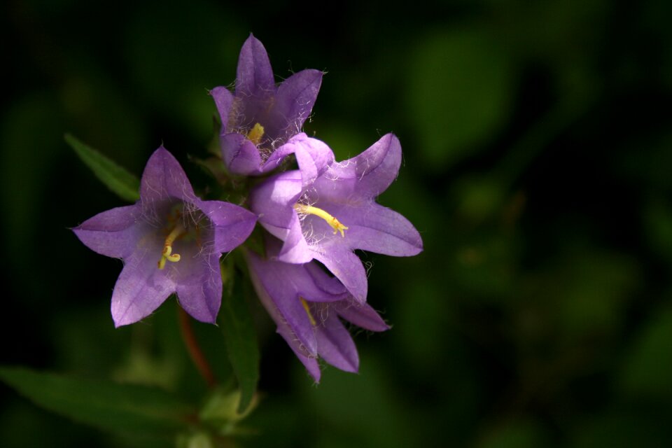 Wild plant flower nature photo