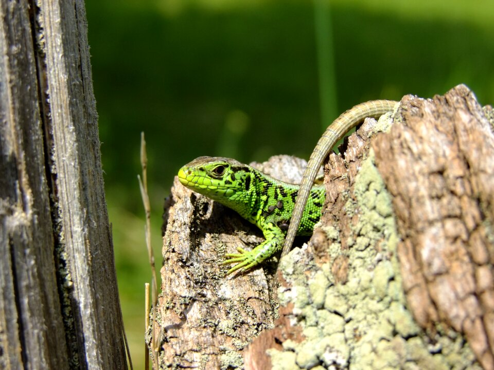 Reptile cold blooded animals stone