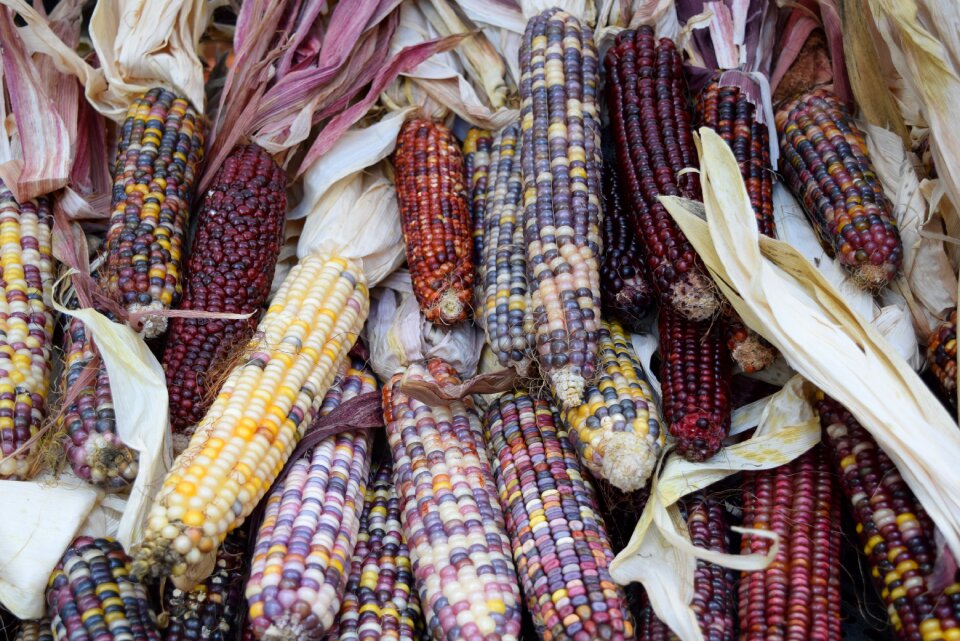 Veggies corn colors