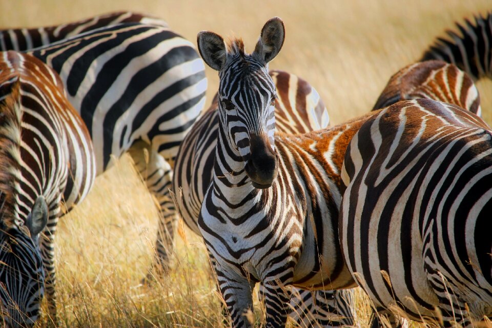 Safari animals wildlife