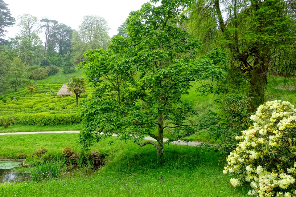 Maze - Glendurgan Garden - Cornwall, England - DSC01820