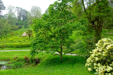 Maze - Glendurgan Garden - Cornwall, England - DSC01820