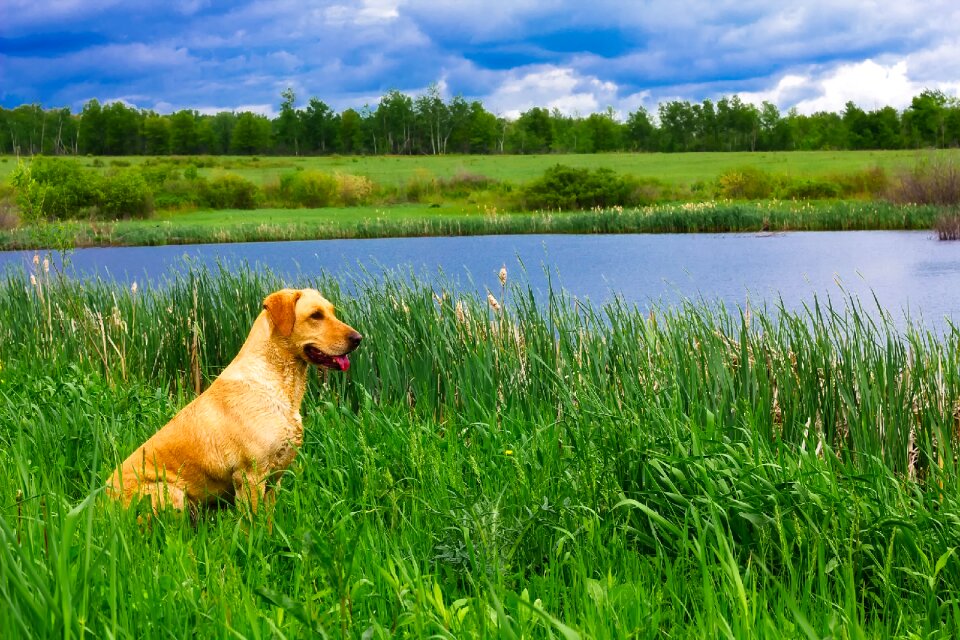 Animal landscape scenic
