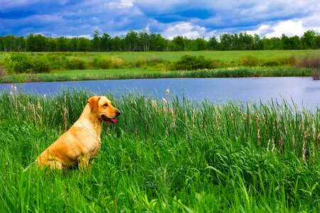 Animal landscape scenic photo