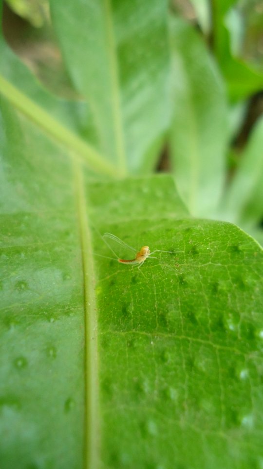 Mayfly on oakleaf fern