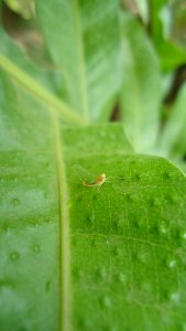 Mayfly on oakleaf fern