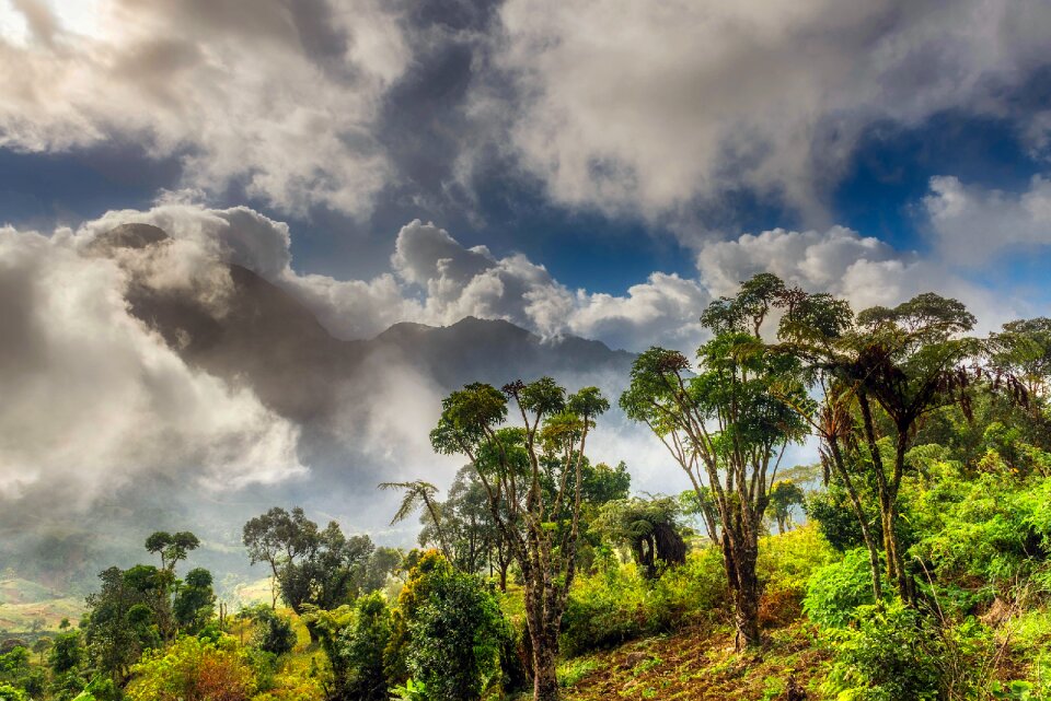 Mountains forest trees