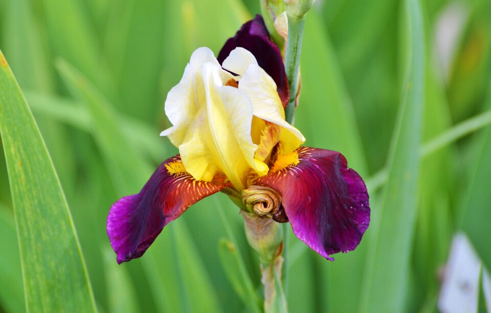 Blossom bloom iridaceae