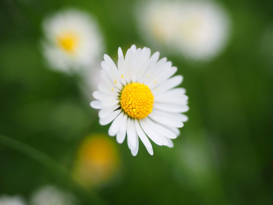 Bloom white bellis philosophy